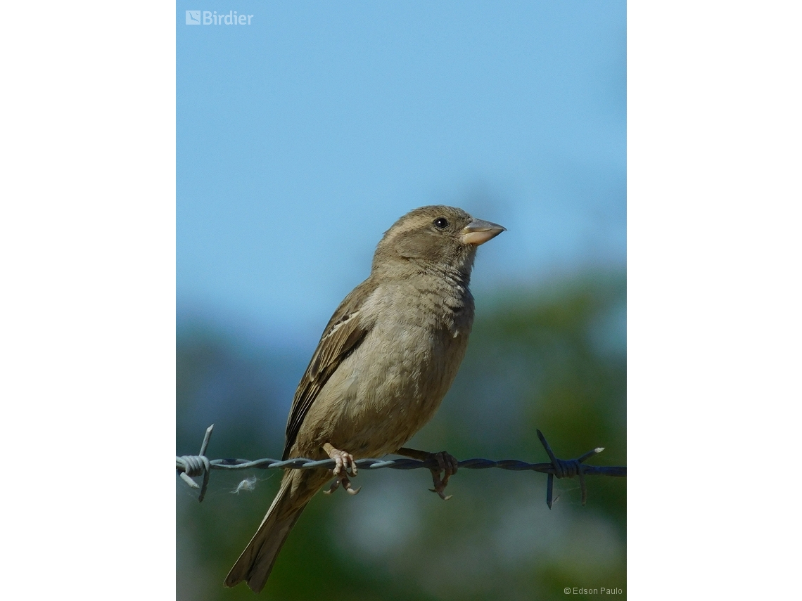 Passer domesticus