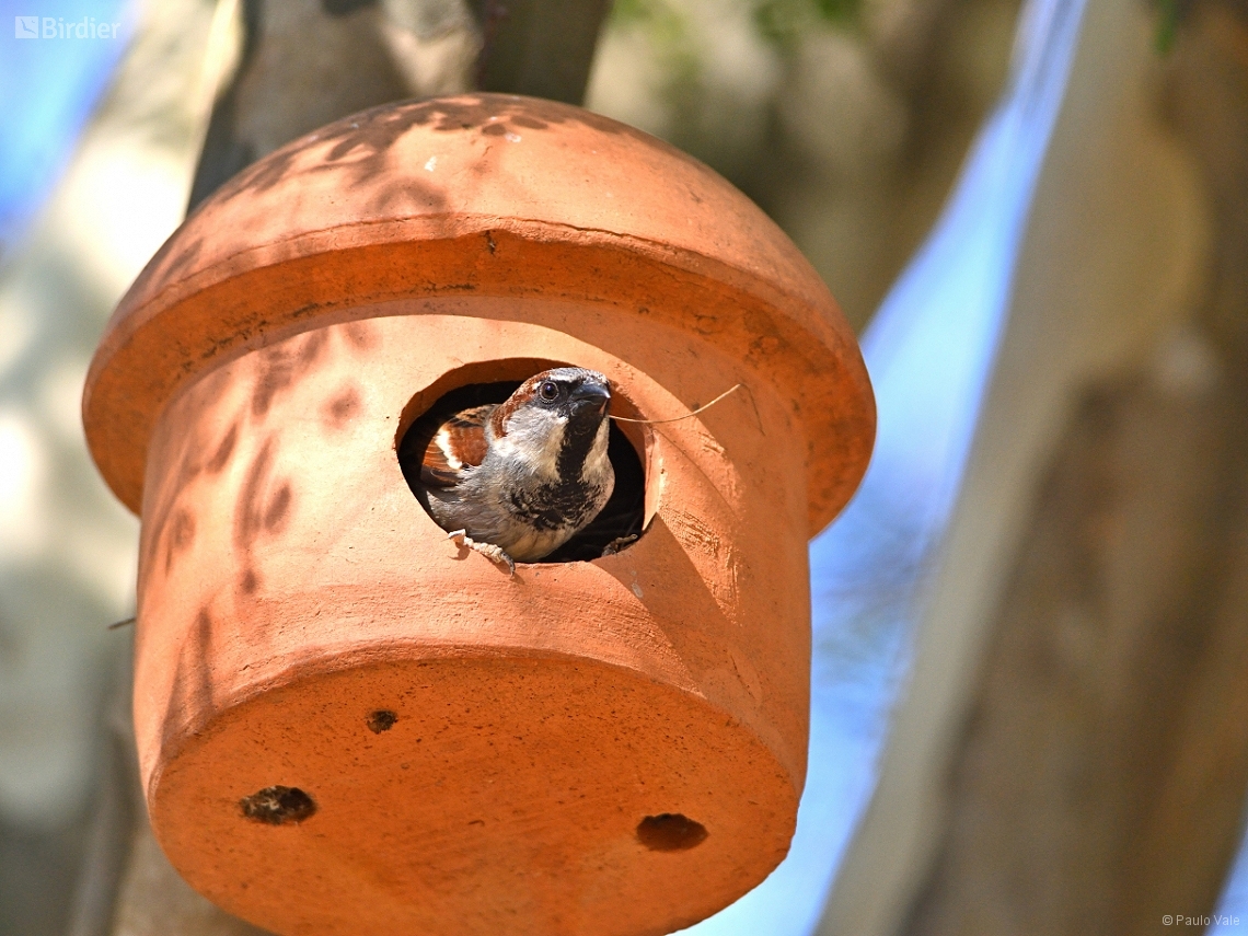 Passer domesticus