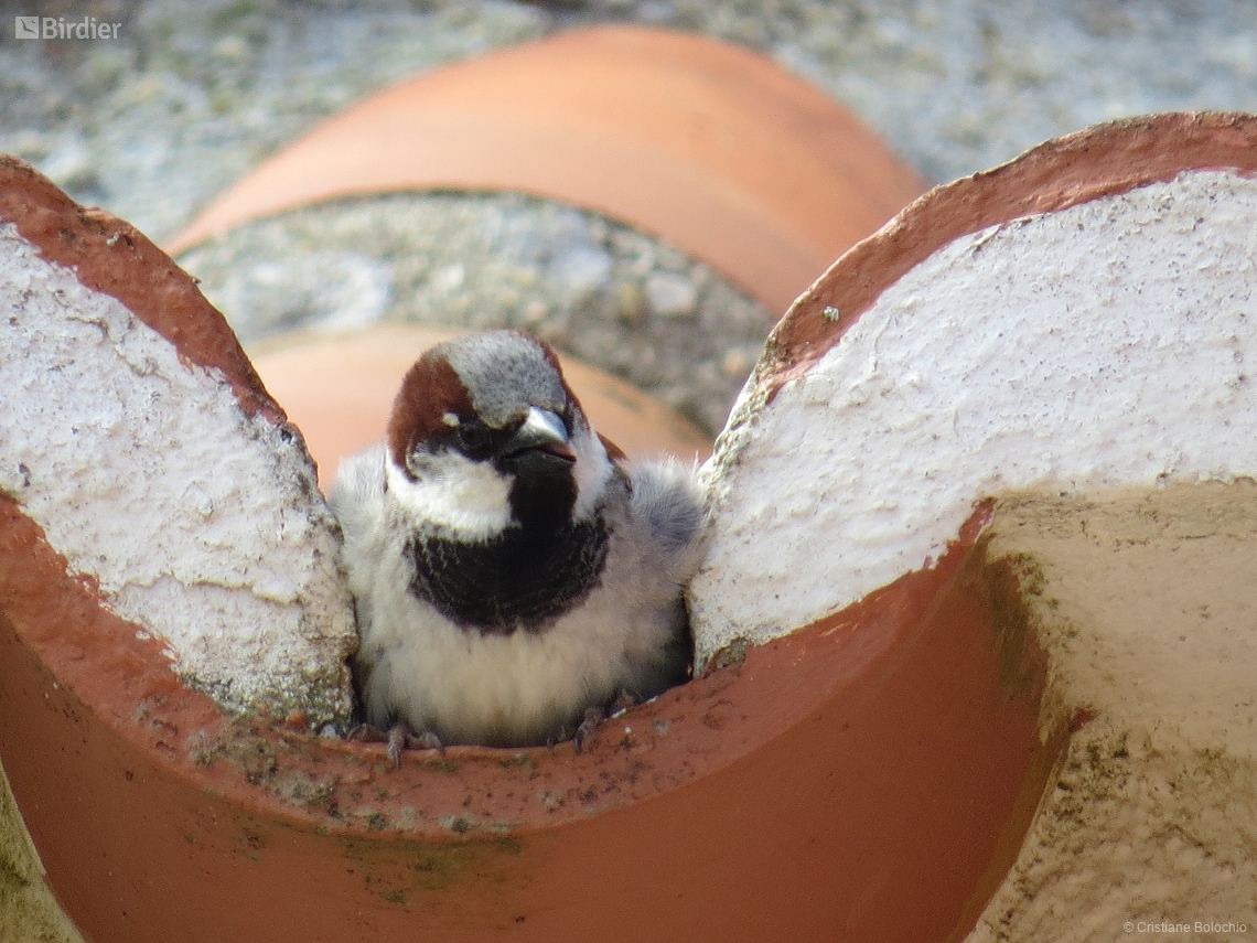 Passer domesticus