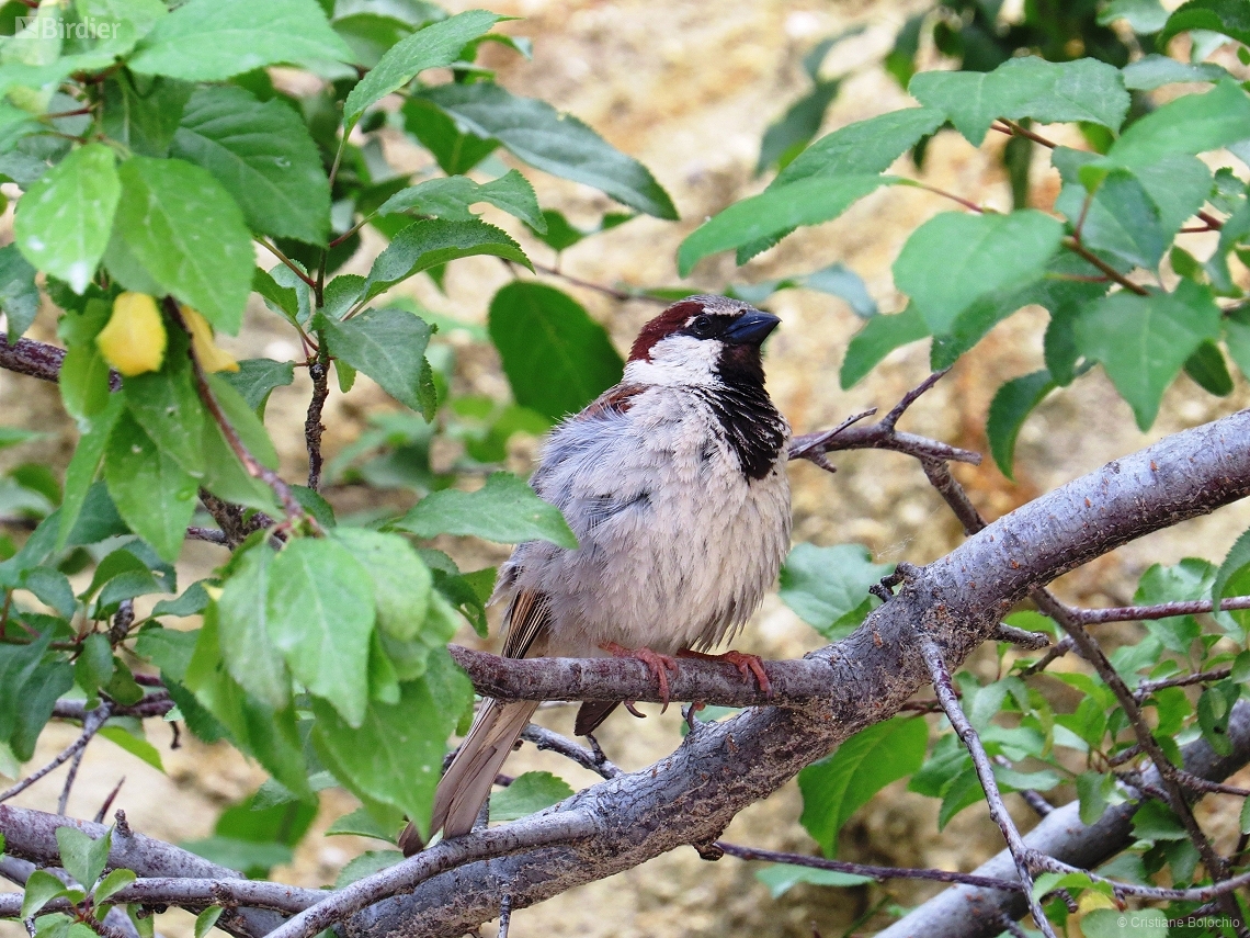 Passer domesticus