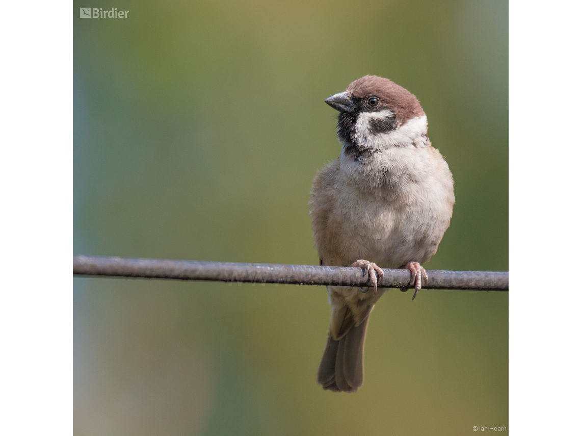 Passer montanus