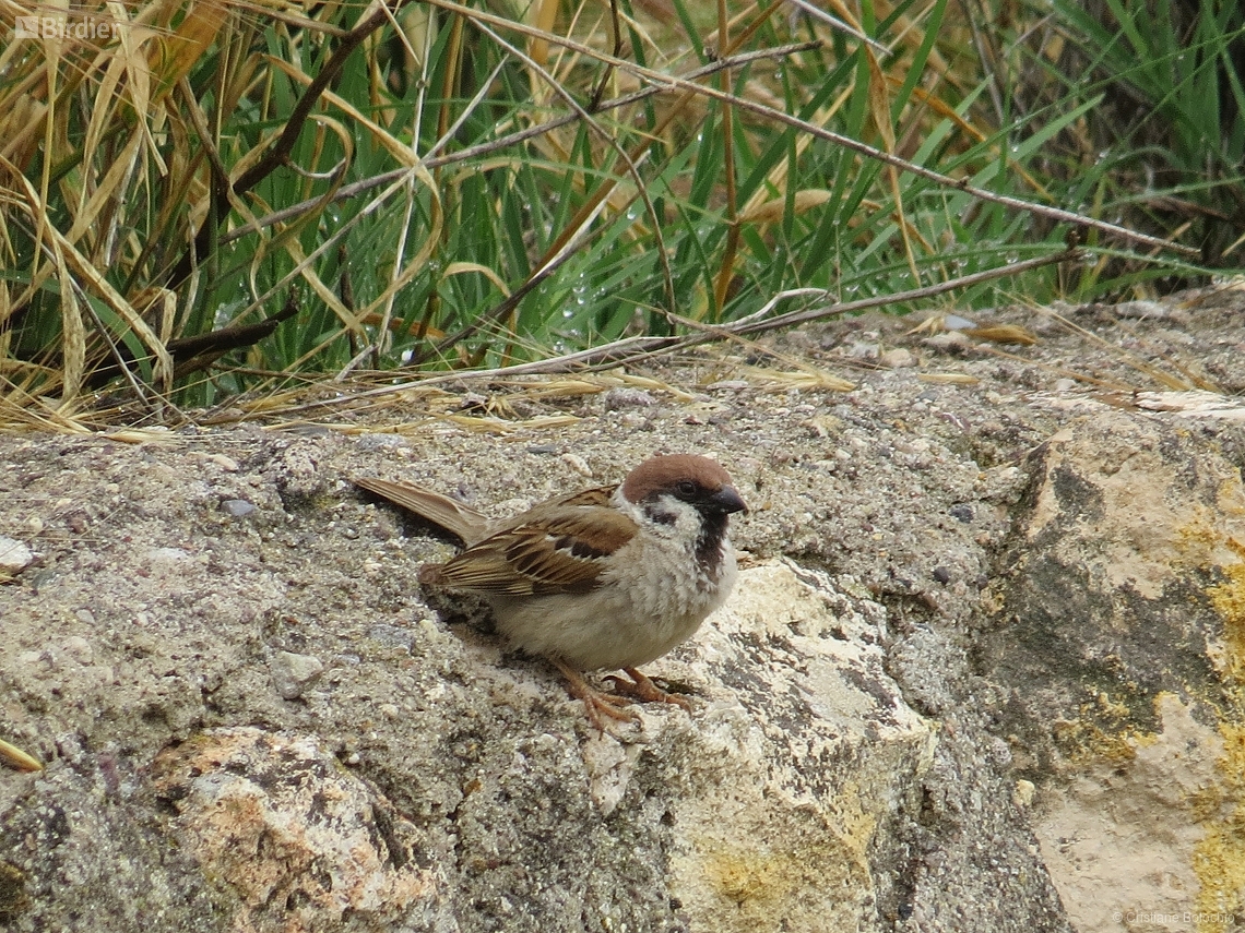 Passer montanus