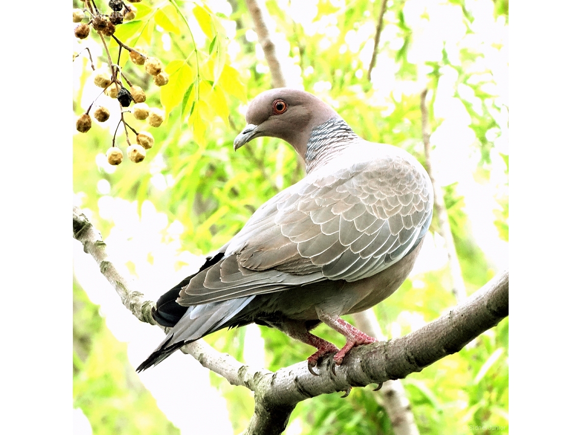 Patagioenas picazuro