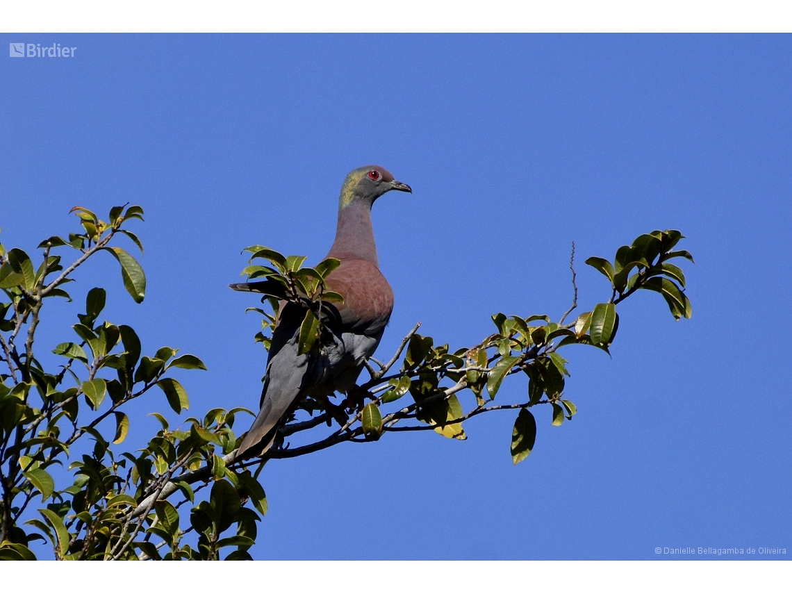 Patagioenas cayennensis