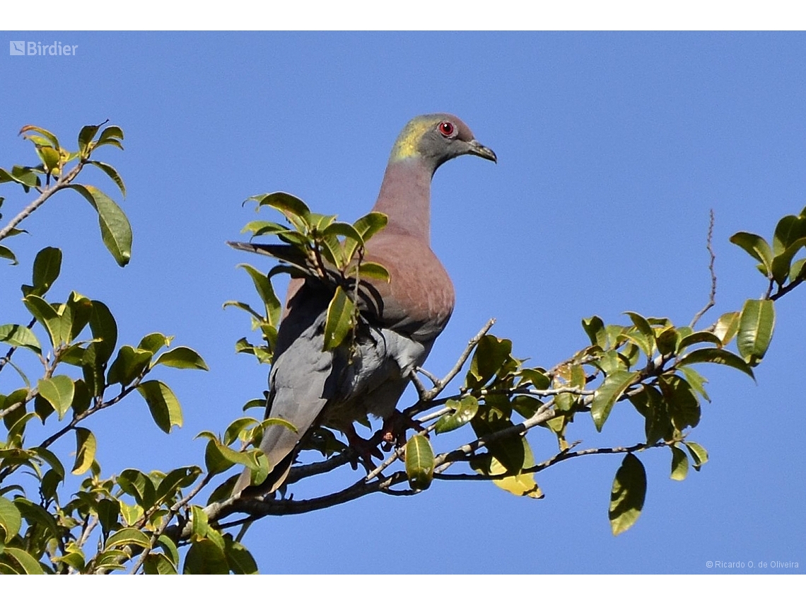 Patagioenas cayennensis