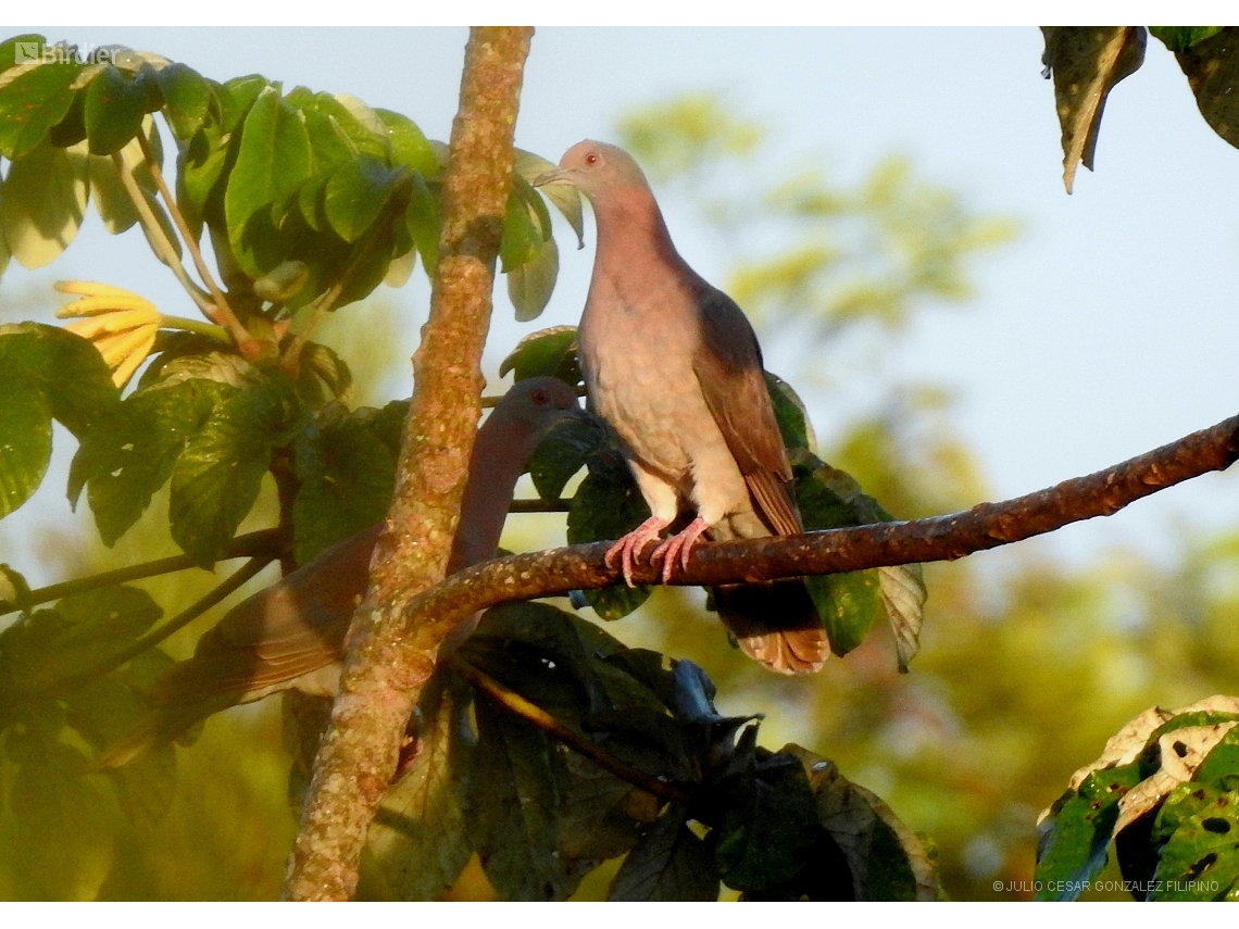 Patagioenas cayennensis