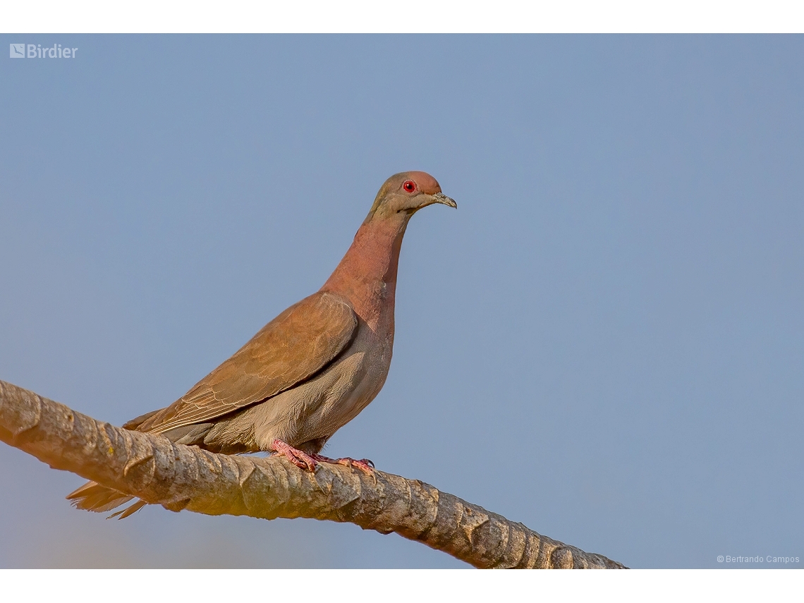 Patagioenas cayennensis