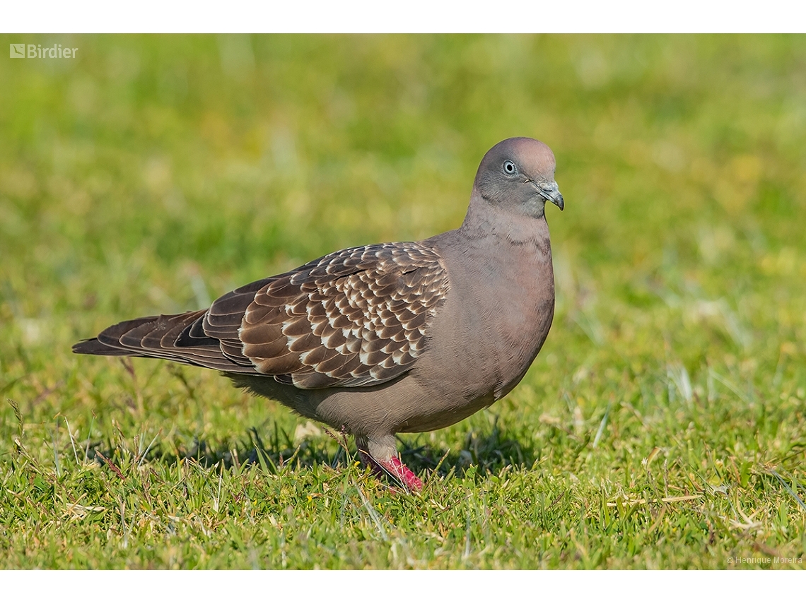 Patagioenas maculosa