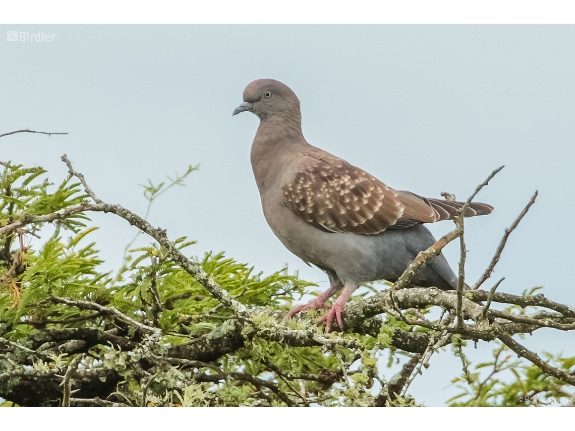 Patagioenas maculosa