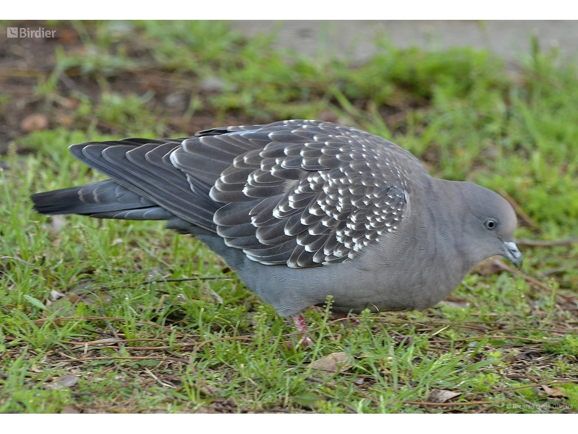 Patagioenas maculosa