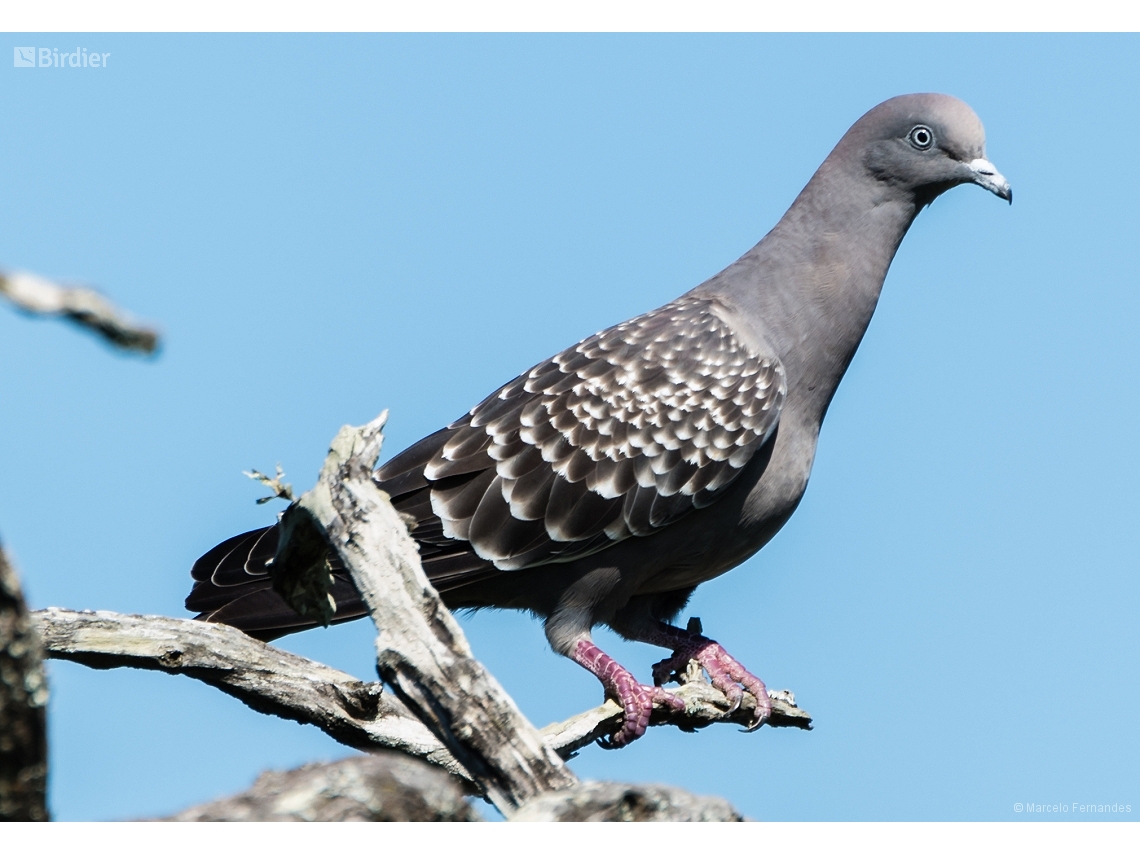 Patagioenas maculosa