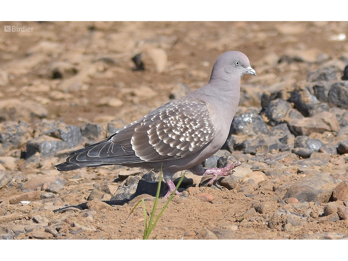 Patagioenas maculosa