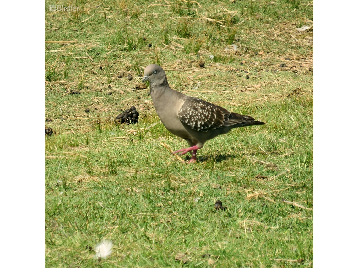 Patagioenas maculosa