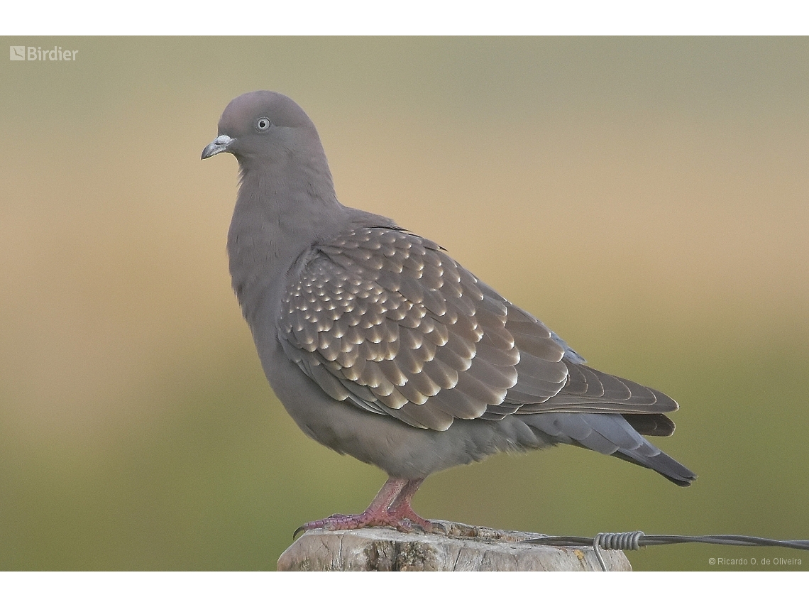 Patagioenas maculosa