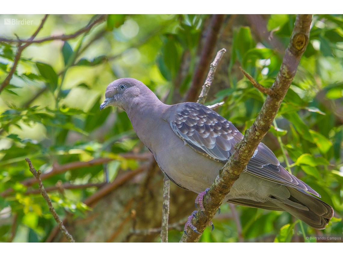 Patagioenas maculosa