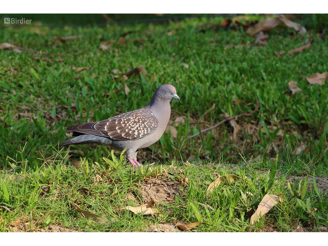 Patagioenas maculosa