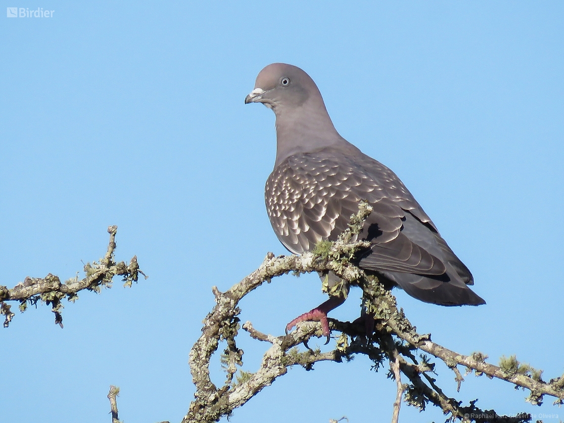 Patagioenas maculosa