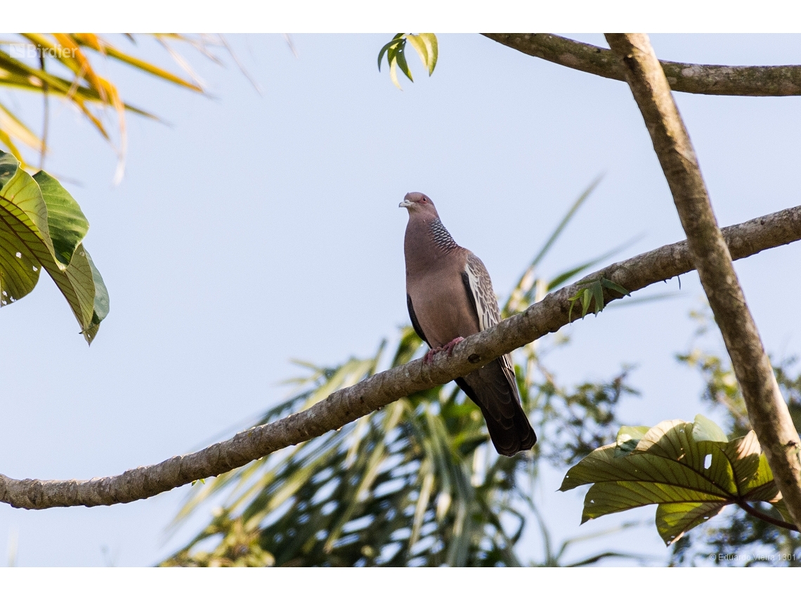 Patagioenas picazuro
