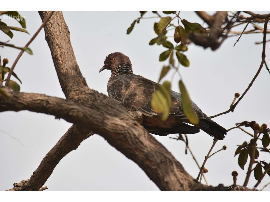 Patagioenas picazuro