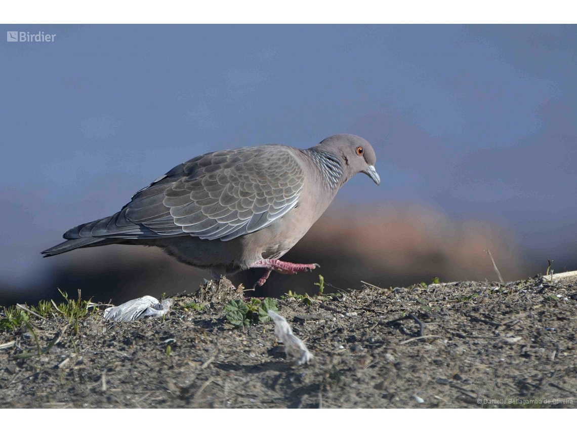 Patagioenas picazuro