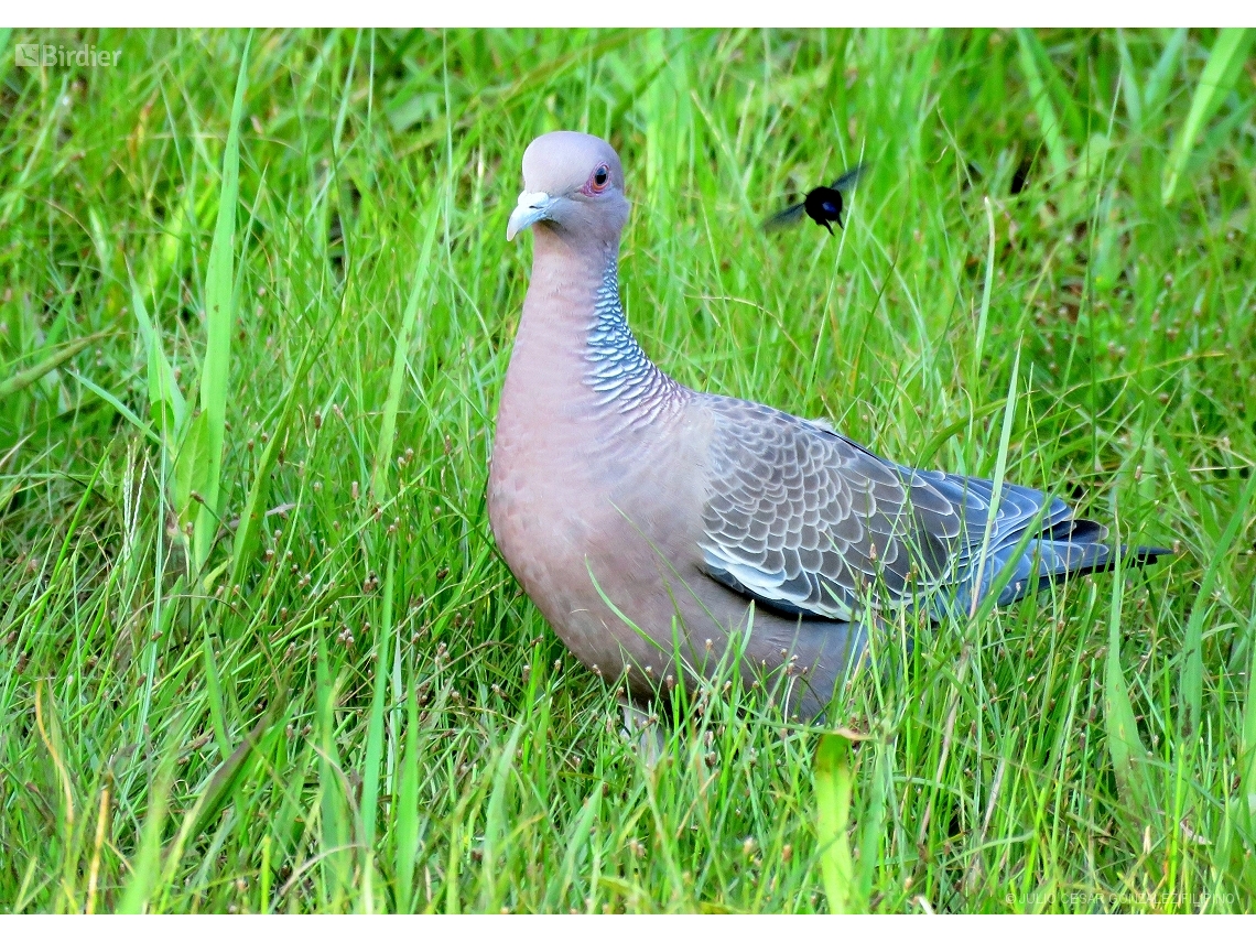 Patagioenas picazuro