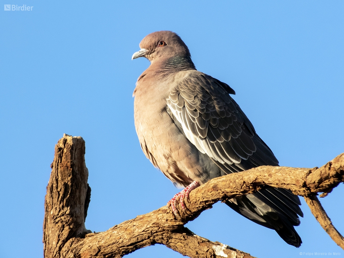 Patagioenas picazuro