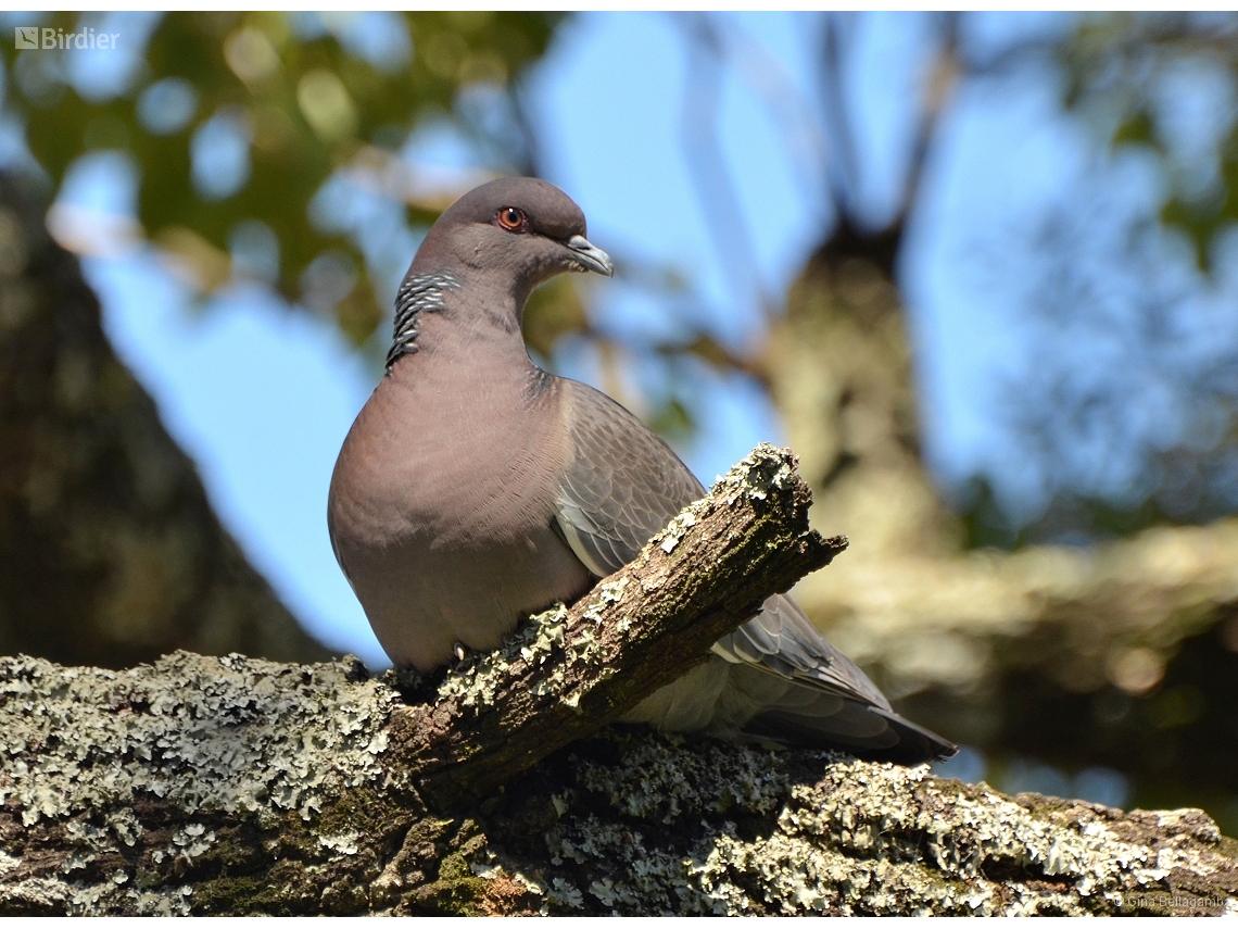 Patagioenas picazuro