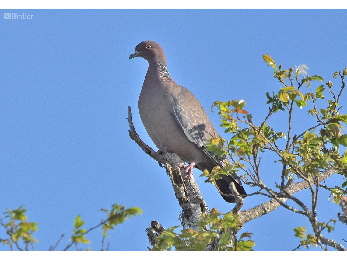 Patagioenas picazuro