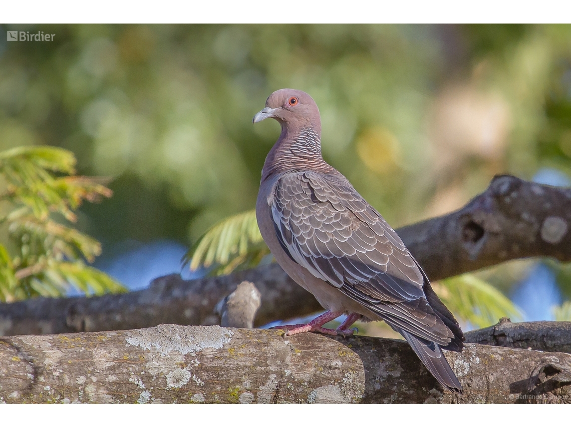 Patagioenas picazuro