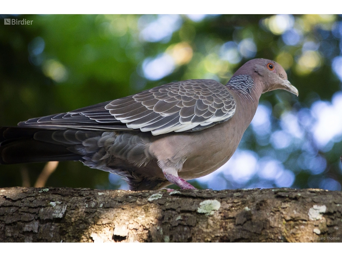 Patagioenas picazuro