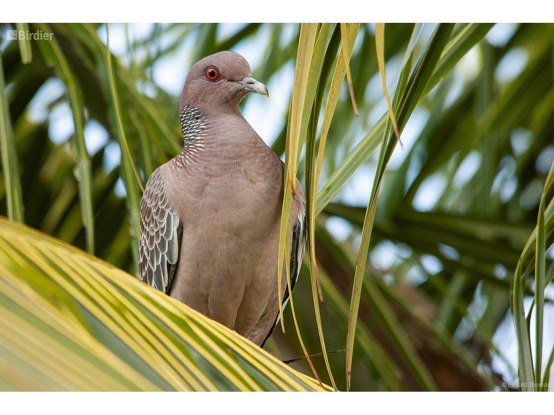 Patagioenas picazuro