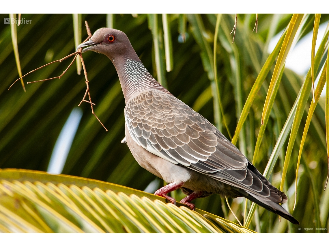 Patagioenas picazuro