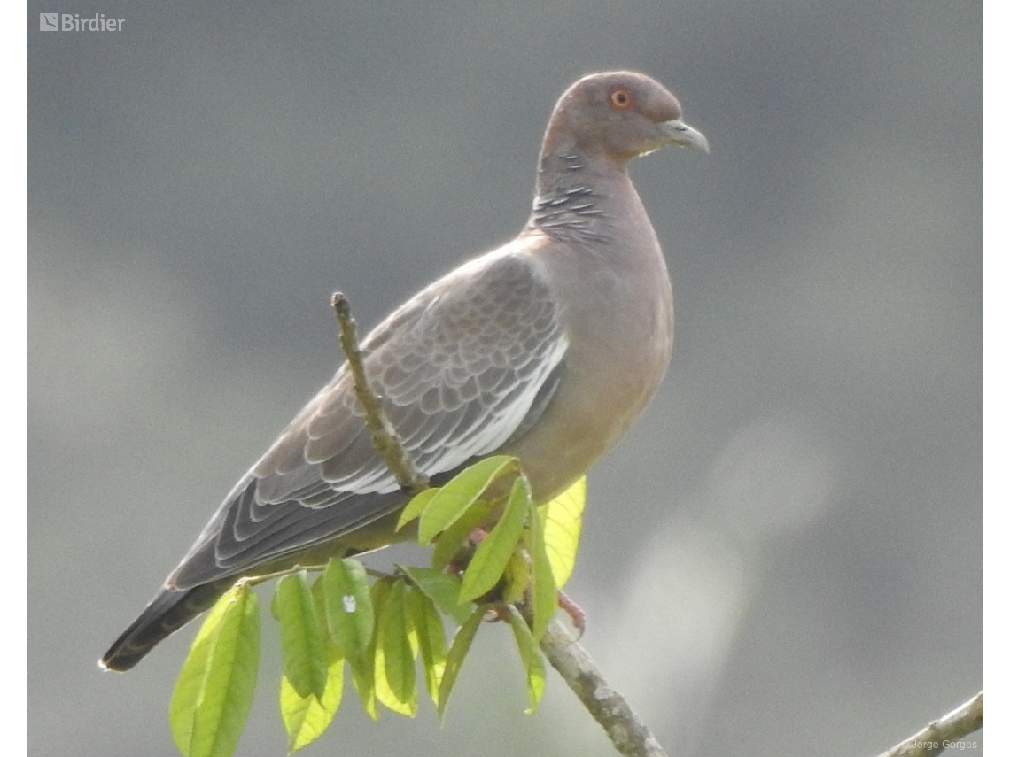 Patagioenas picazuro