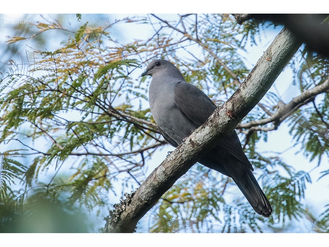 Patagioenas plumbea