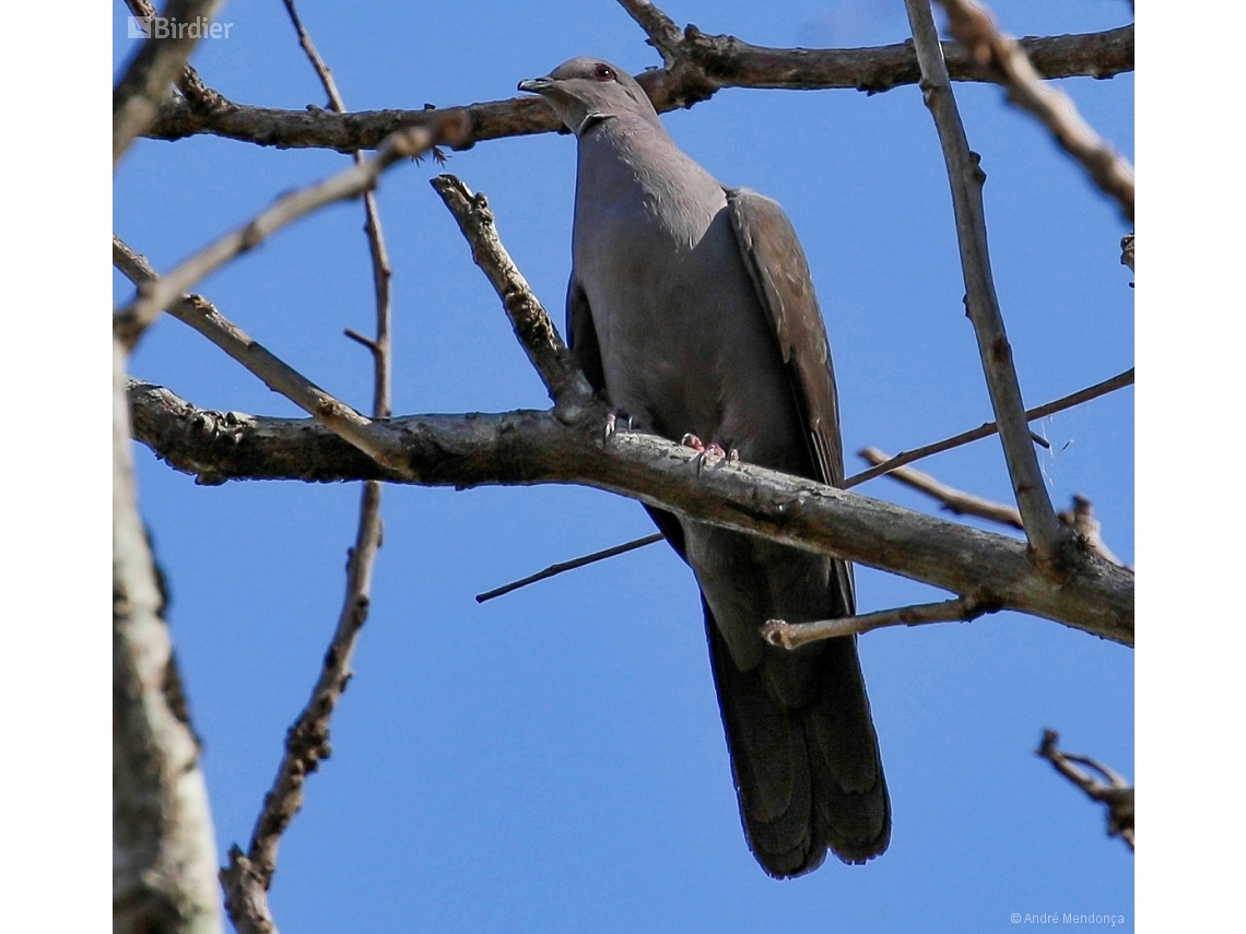 Patagioenas plumbea