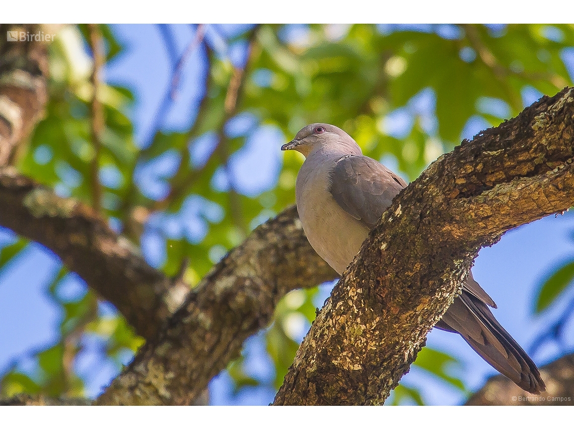 Patagioenas plumbea