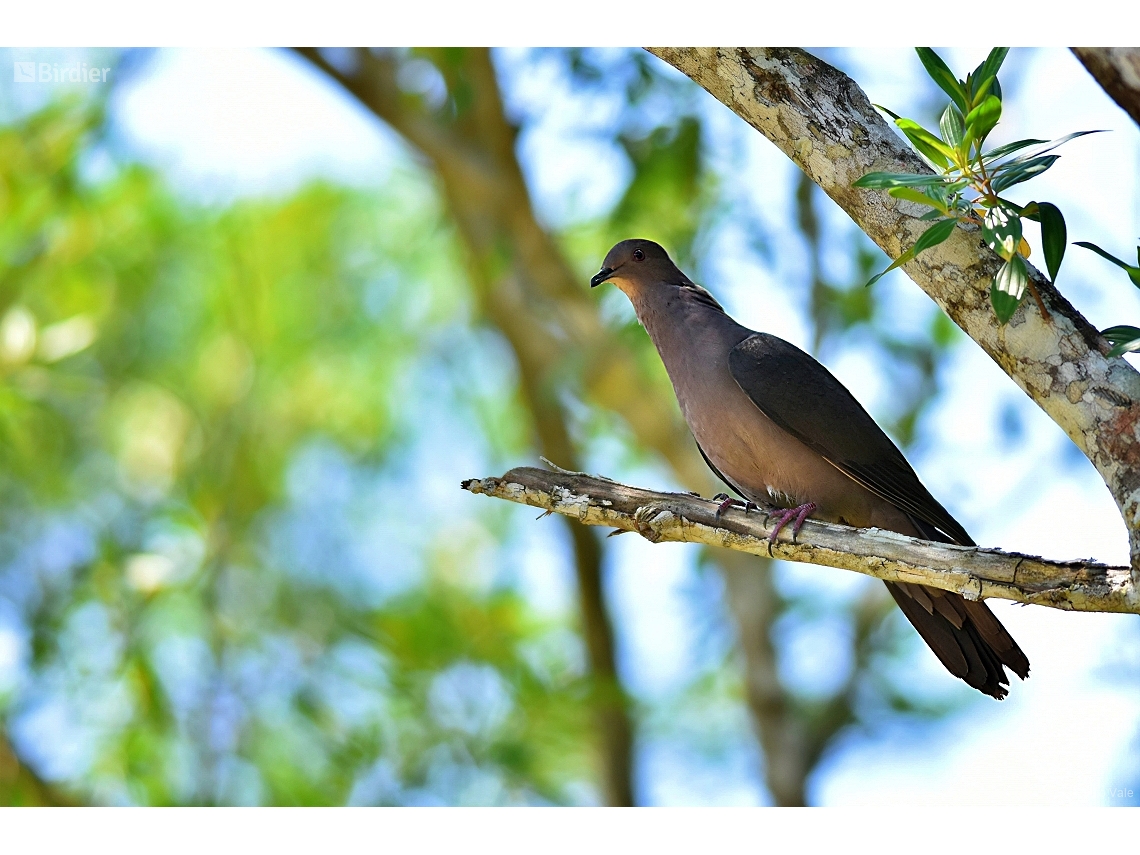 Patagioenas plumbea