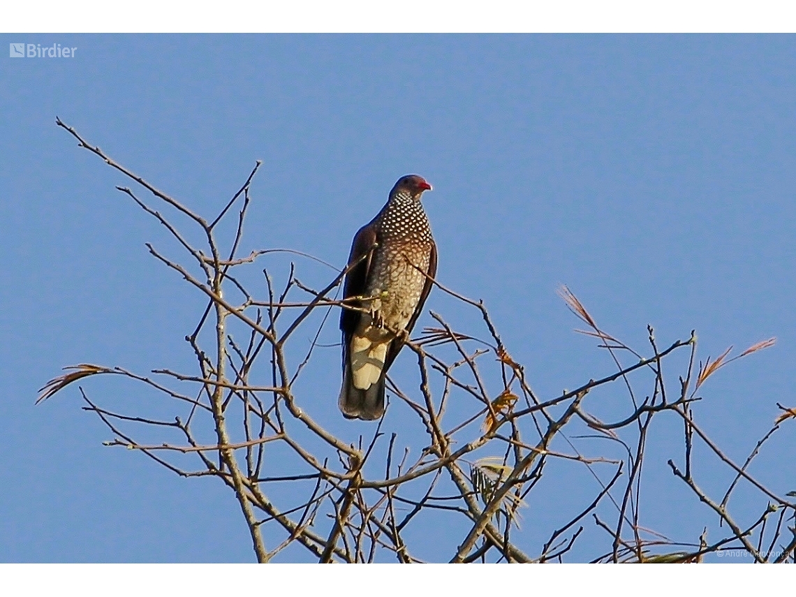 Patagioenas speciosa