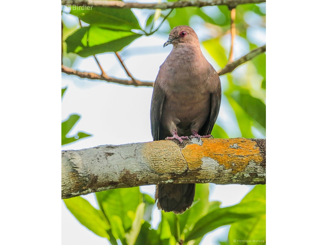 Patagioenas subvinacea
