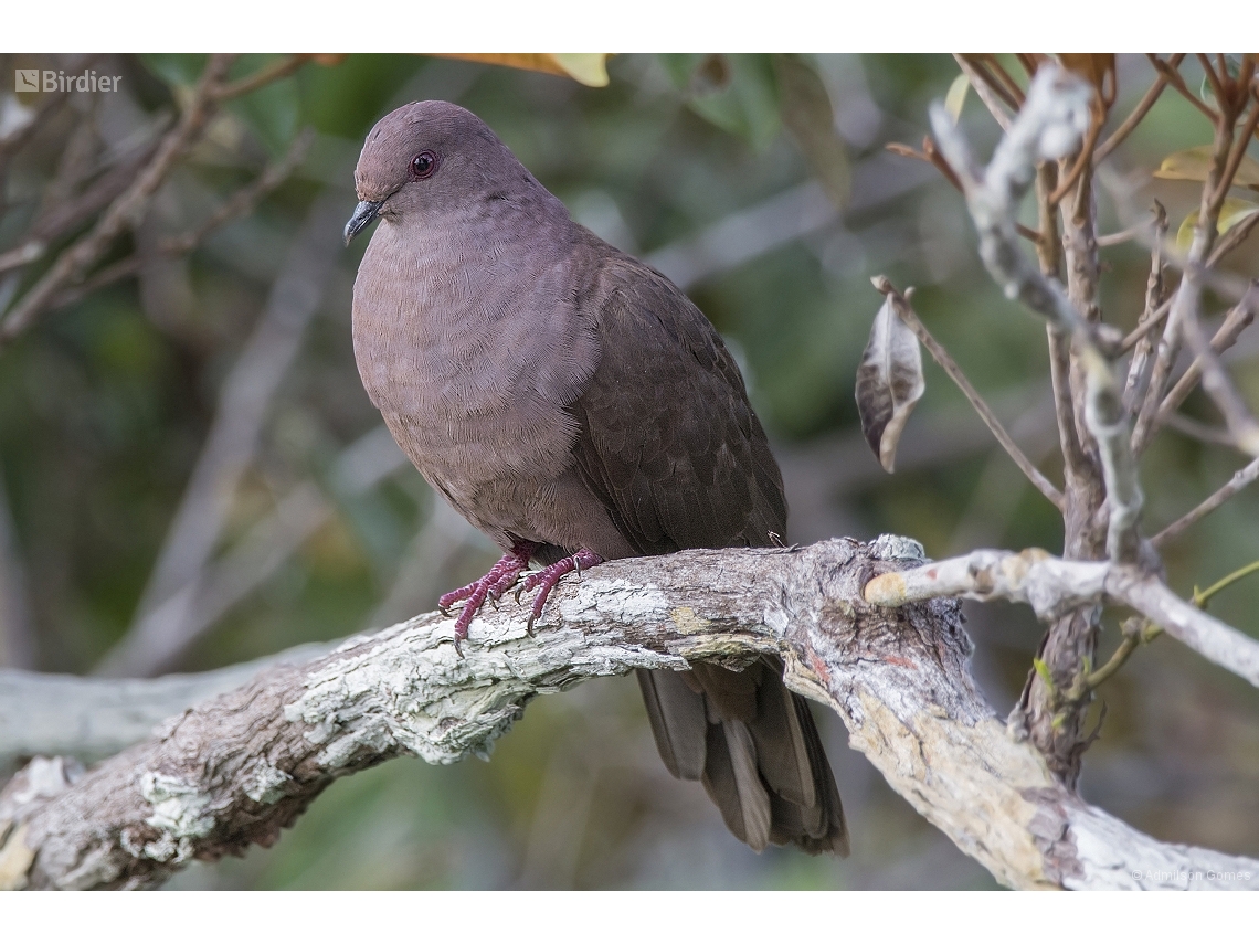Patagioenas subvinacea