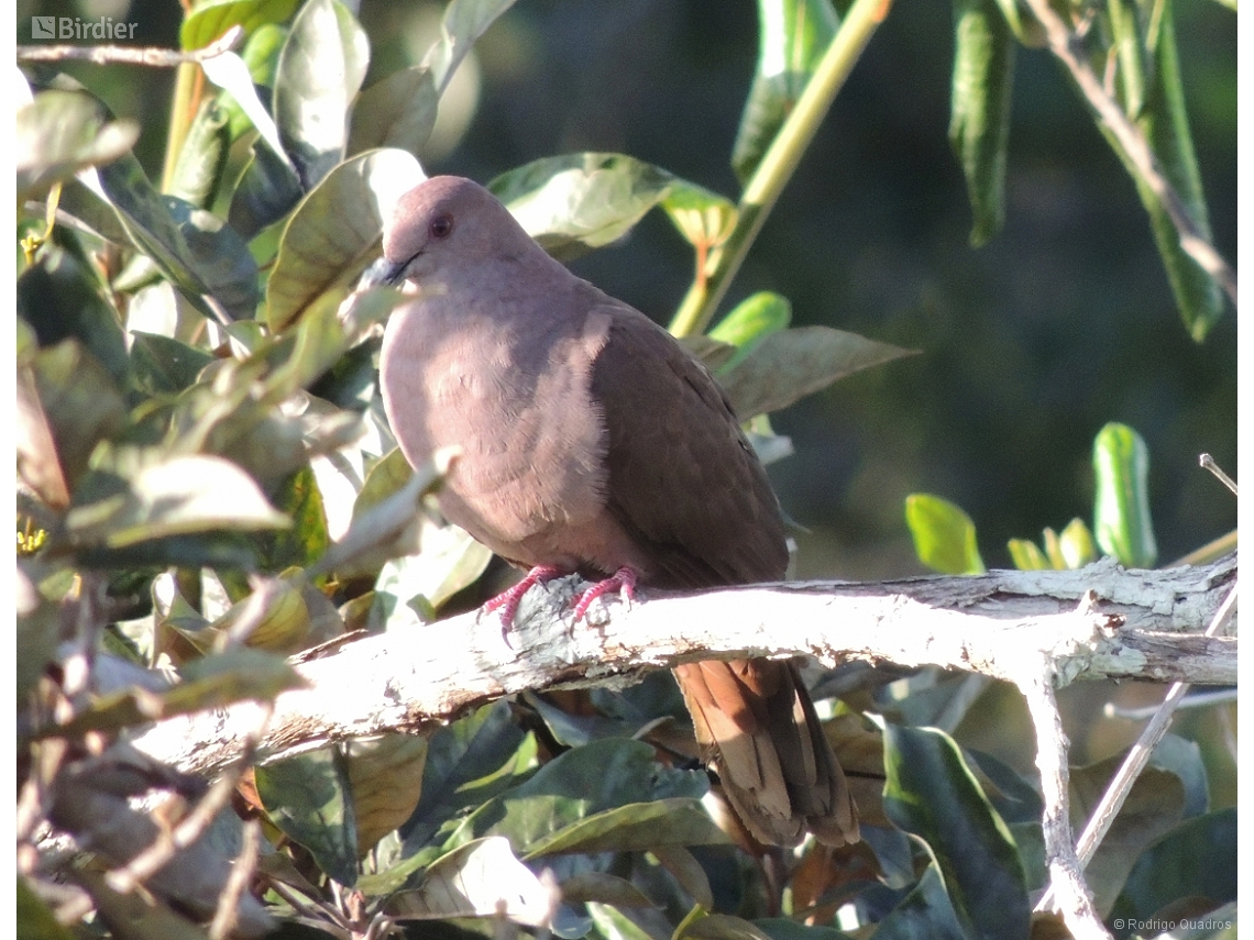 Patagioenas subvinacea