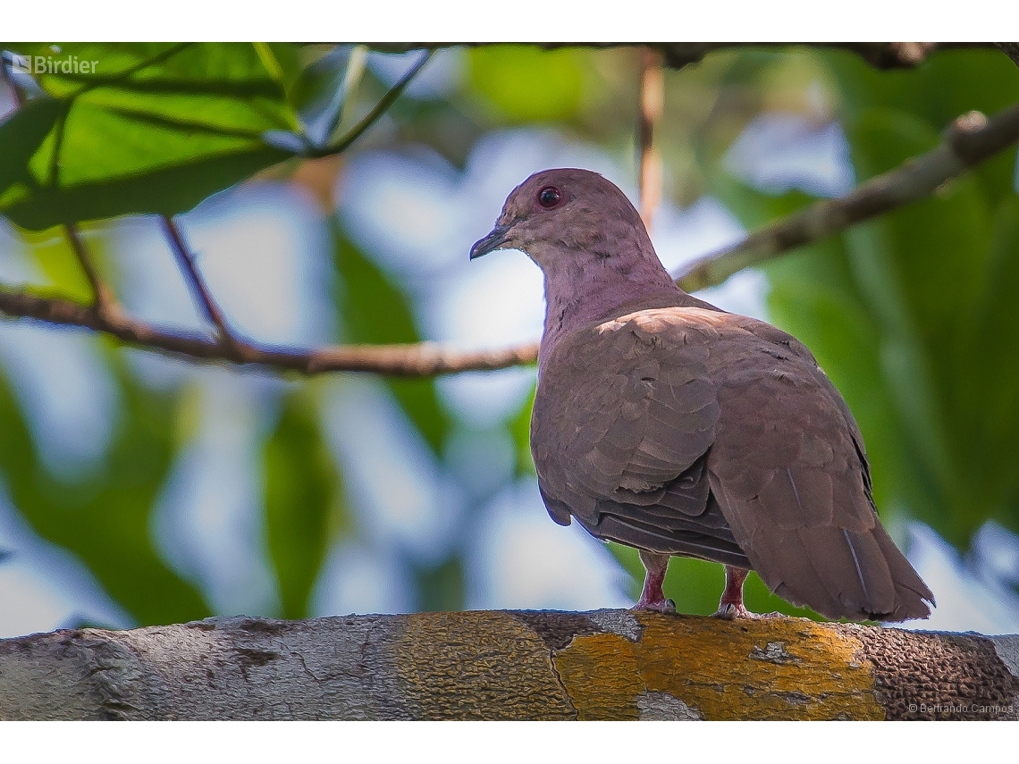 Patagioenas subvinacea