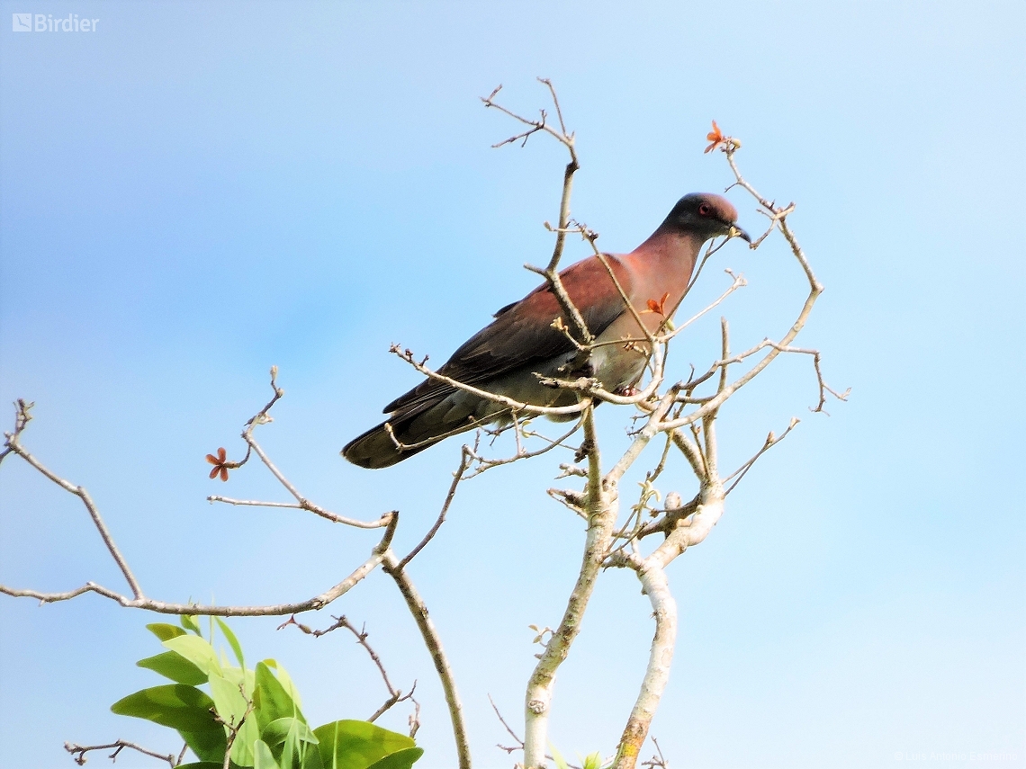 Patagioenas cayennensis