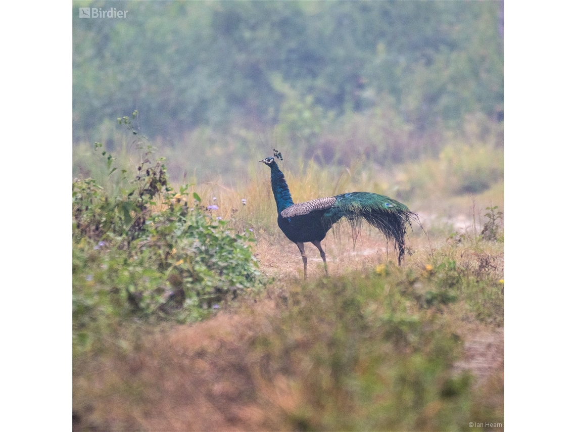 Pavo cristatus