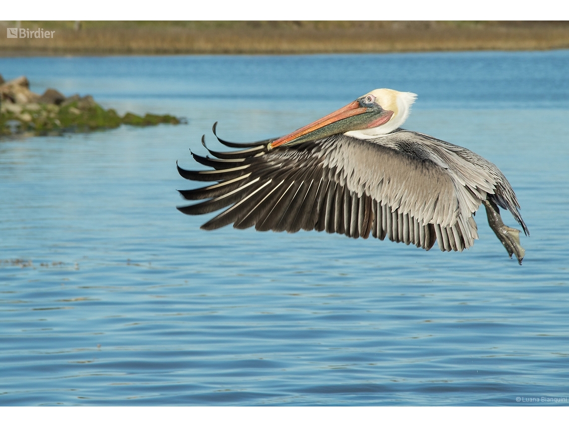 Pelecanus occidentalis