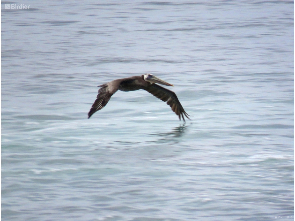 Pelecanus occidentalis