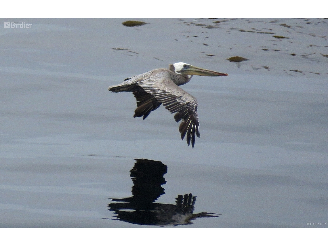 Pelecanus occidentalis