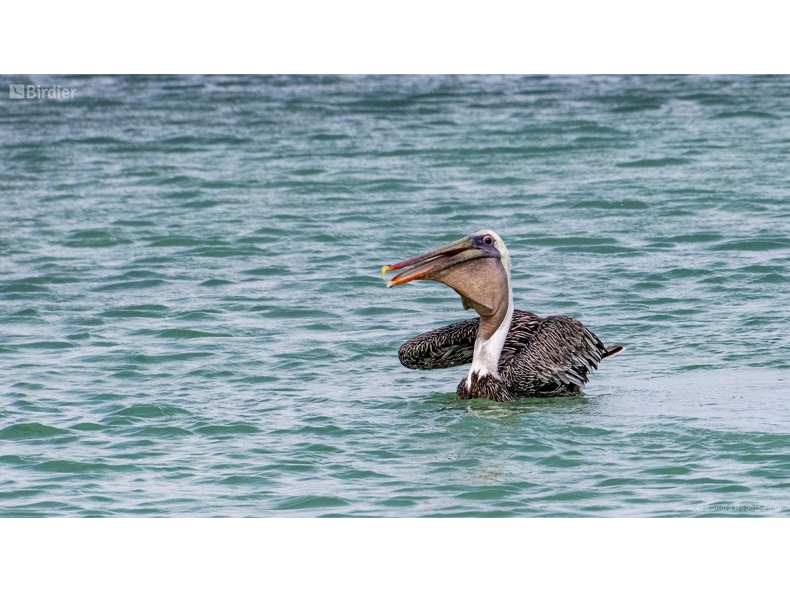 Pelecanus occidentalis