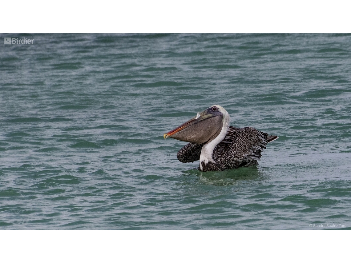 Pelecanus occidentalis