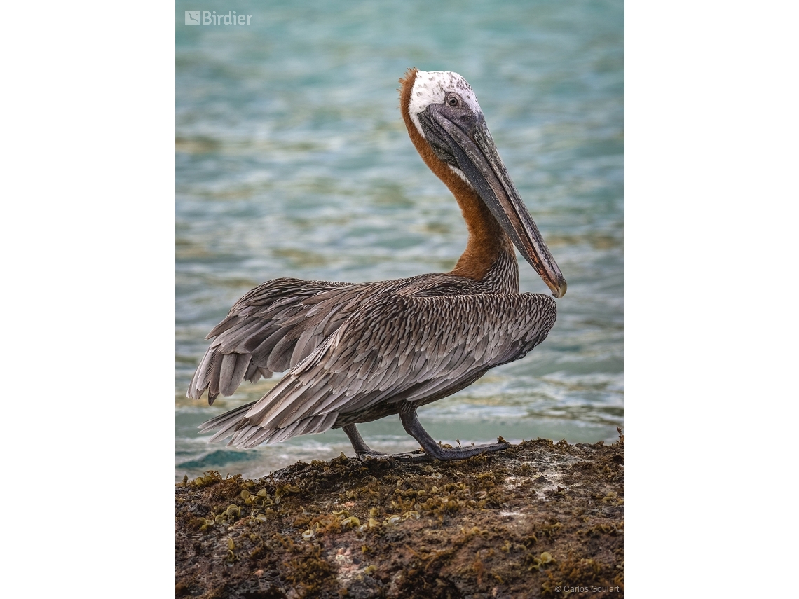 Pelecanus occidentalis